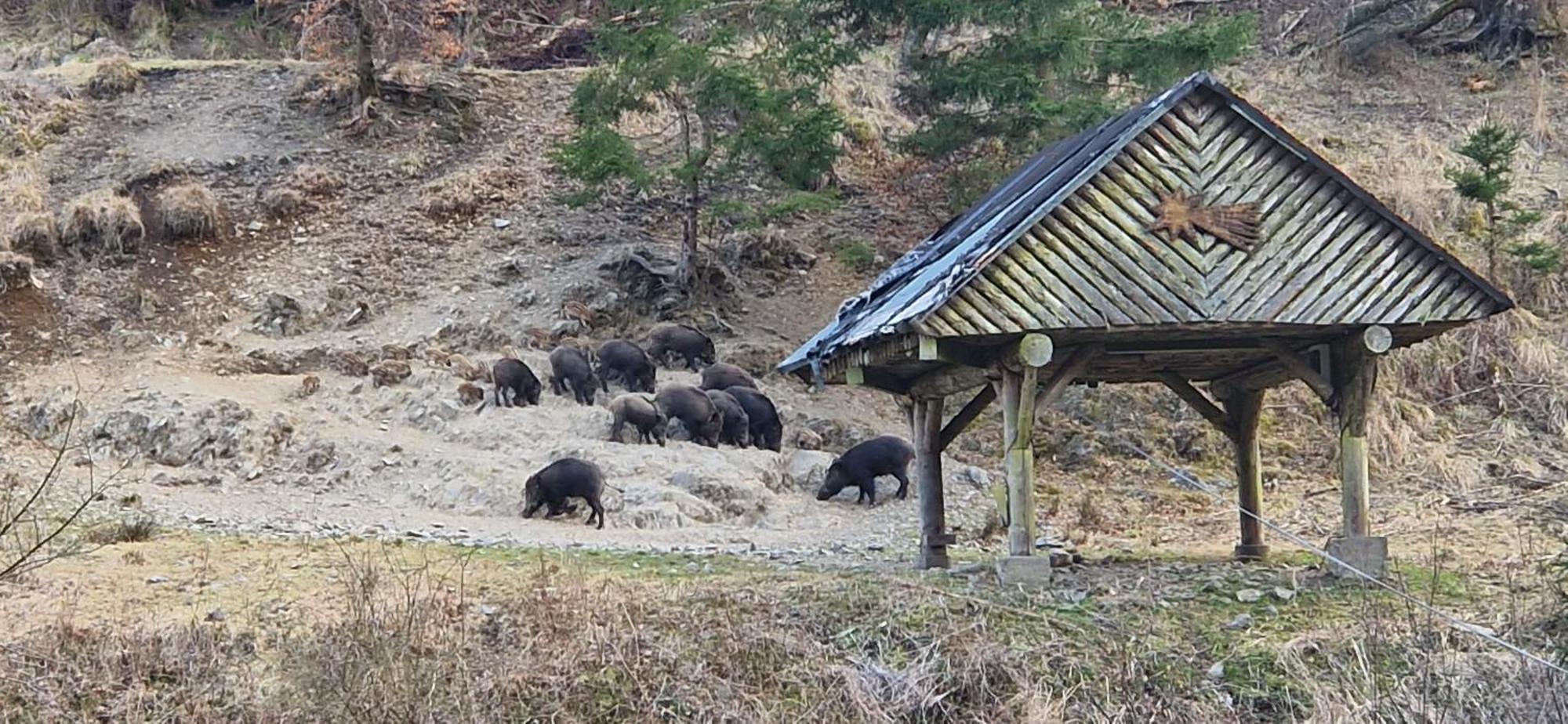 Ferienwohnung Schwarzer Hirsch Wieda Eksteriør billede